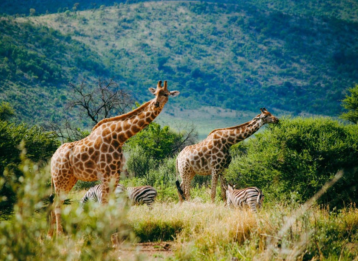 An elephant family drinking from the Ewaso Nyiro River in Samburu National Reserve with doum palms in the background