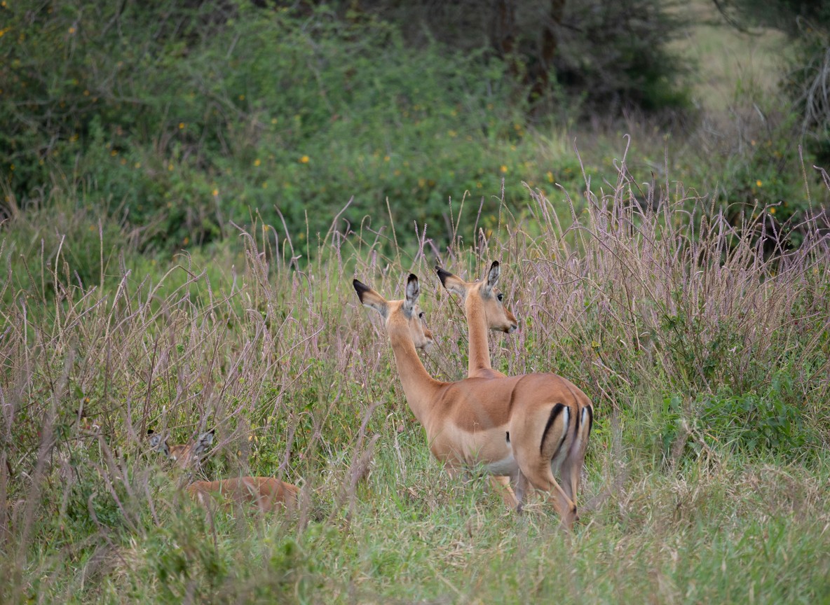 A gerenuk standing on its hind legs to browse acacia leaves in Samburu National Reserve, one of the Special Five species