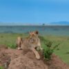 Affordable Luxury Kenya Safari
