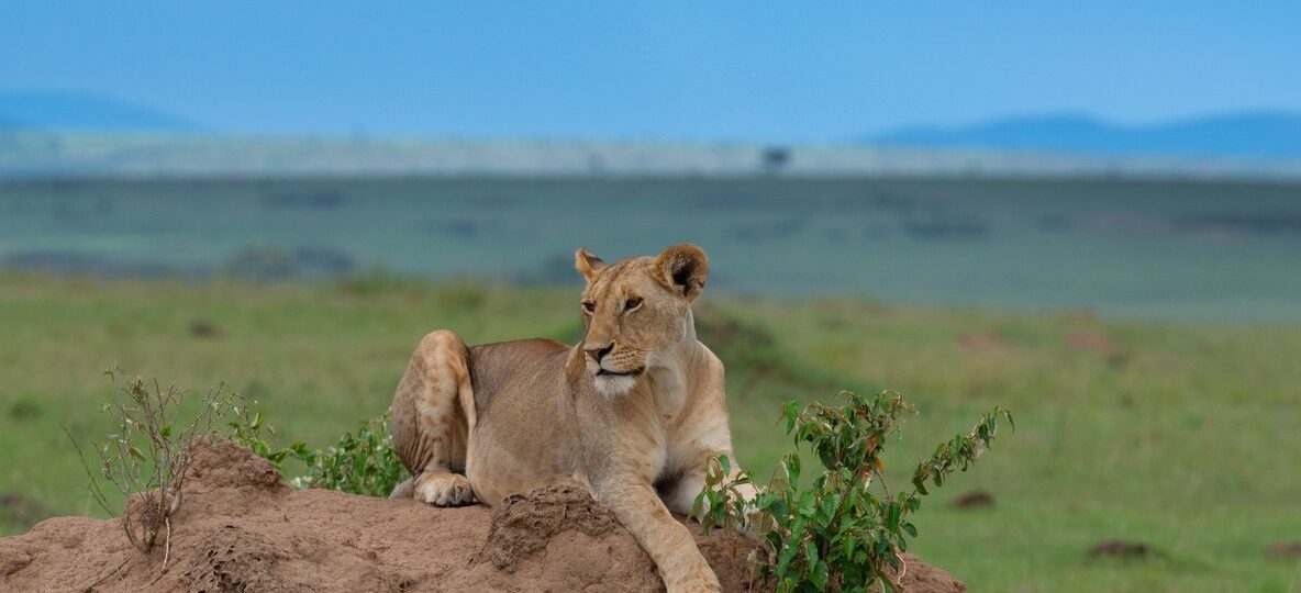 Affordable Luxury Kenya Safari