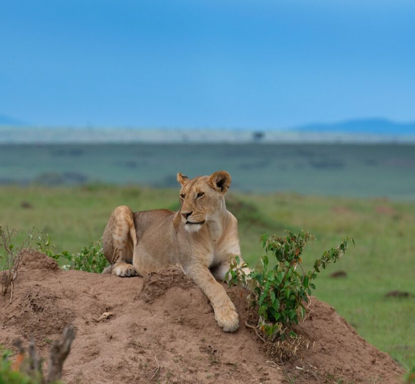 Affordable Luxury Kenya Safari