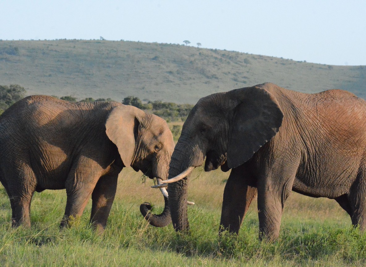 Affordable Luxury Kenya Safari