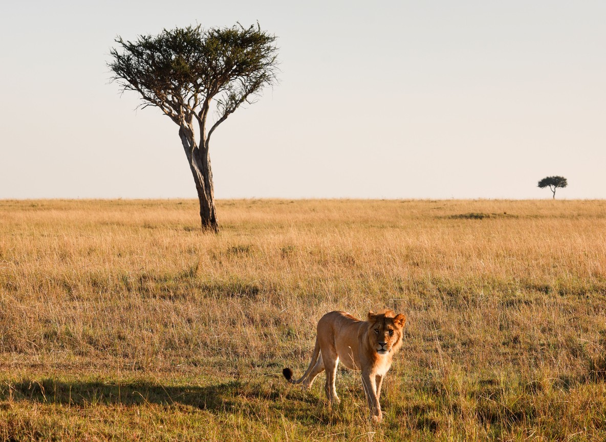 first light spilling across the plains at the start of a game drive