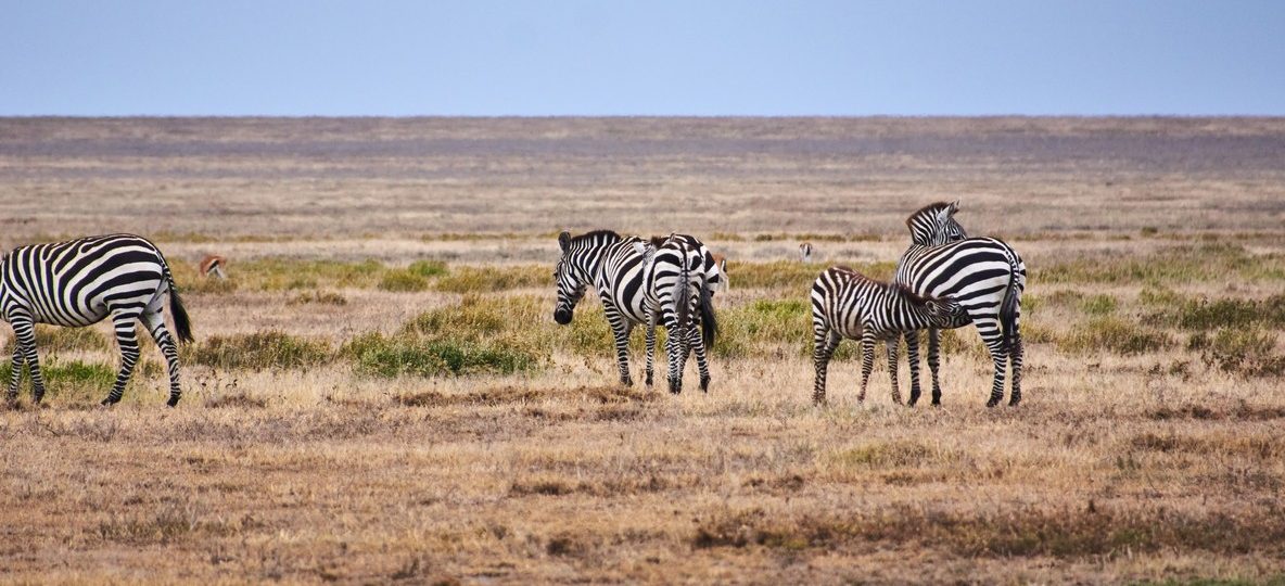 Amboseli National Park, Kenya