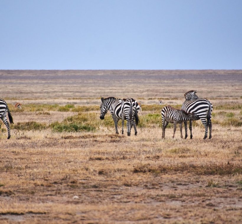 Amboseli National Park, Kenya