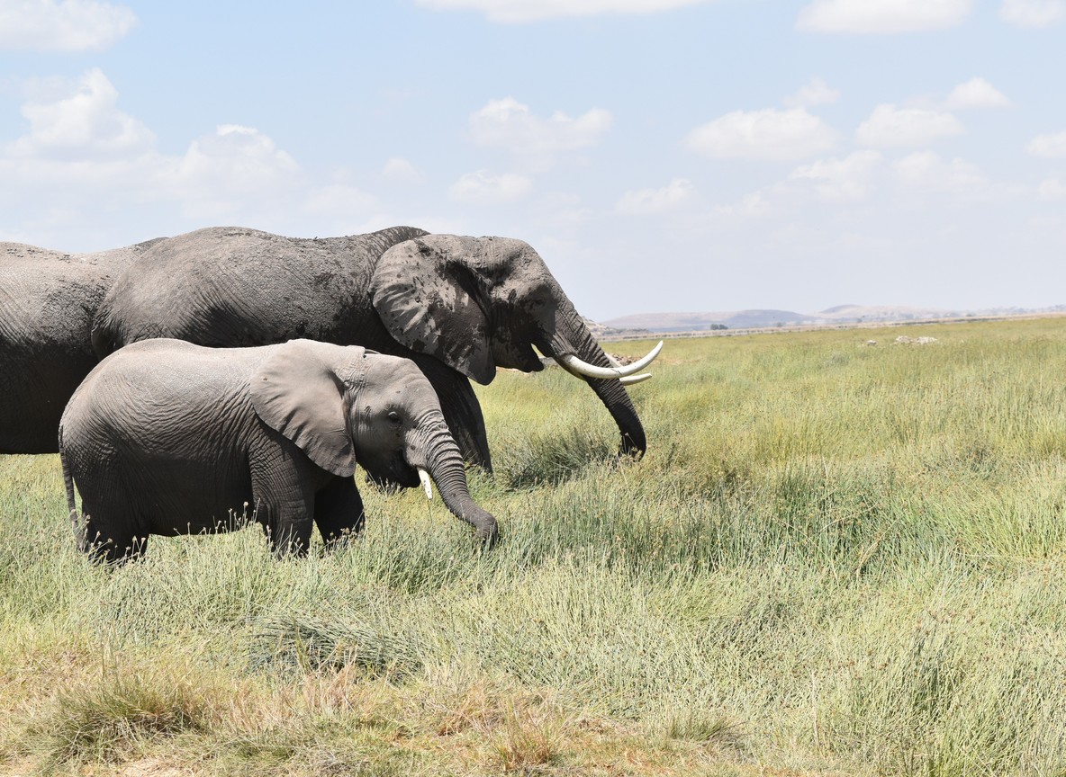 Amboseli National Park, Kenya