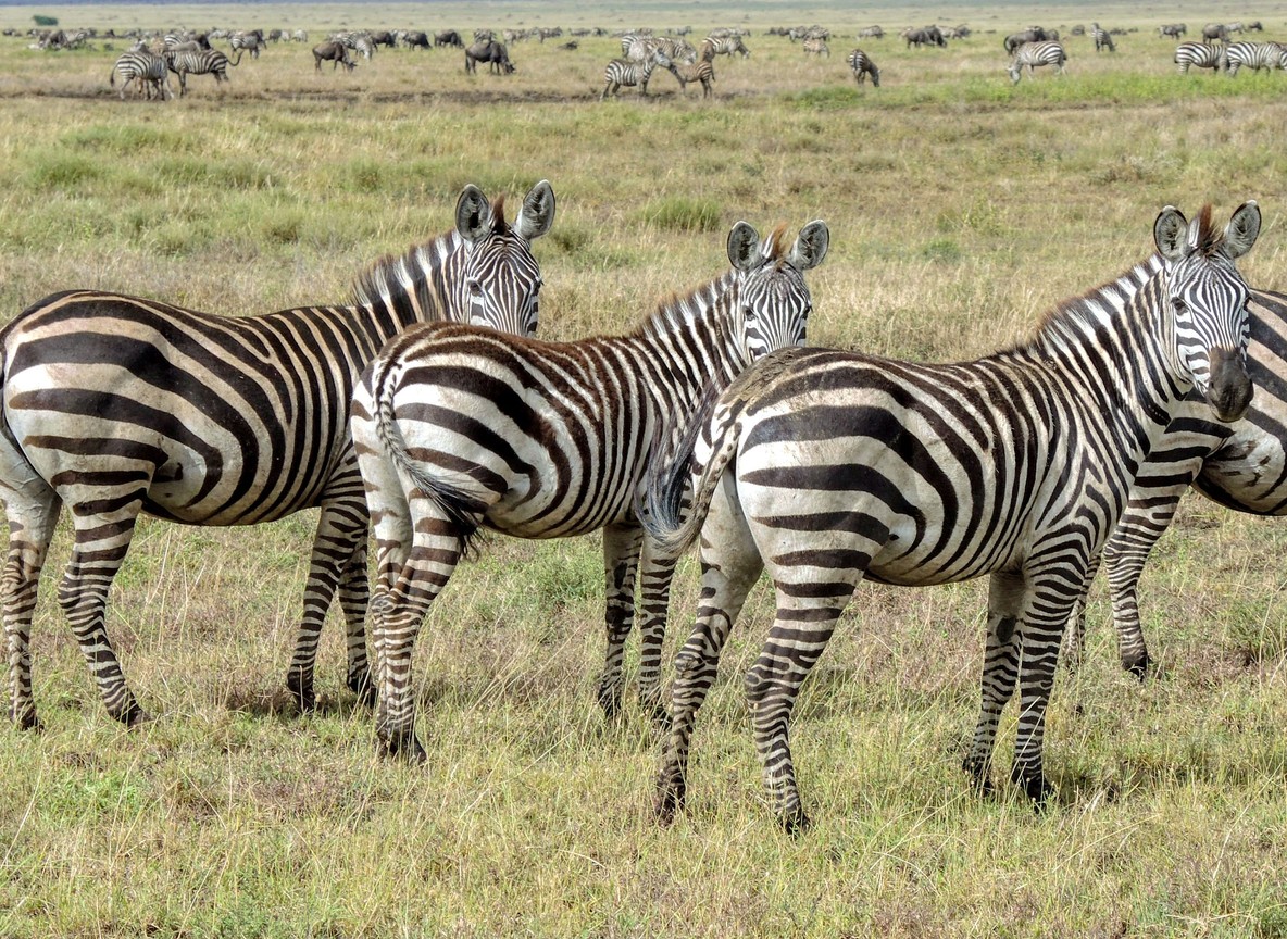 Amboseli National Park, Kenya