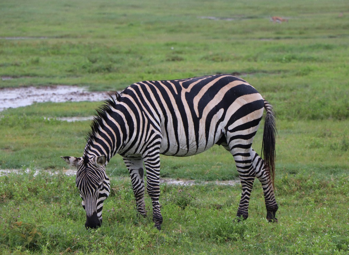 Kenya