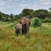 An elephant calf walking beside its mother through green Amboseli swamp grass with Mount Kilimanjaro in the background