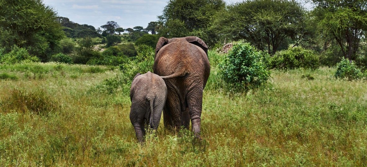 An elephant calf walking beside its mother through green Amboseli swamp grass with Mount Kilimanjaro in the background