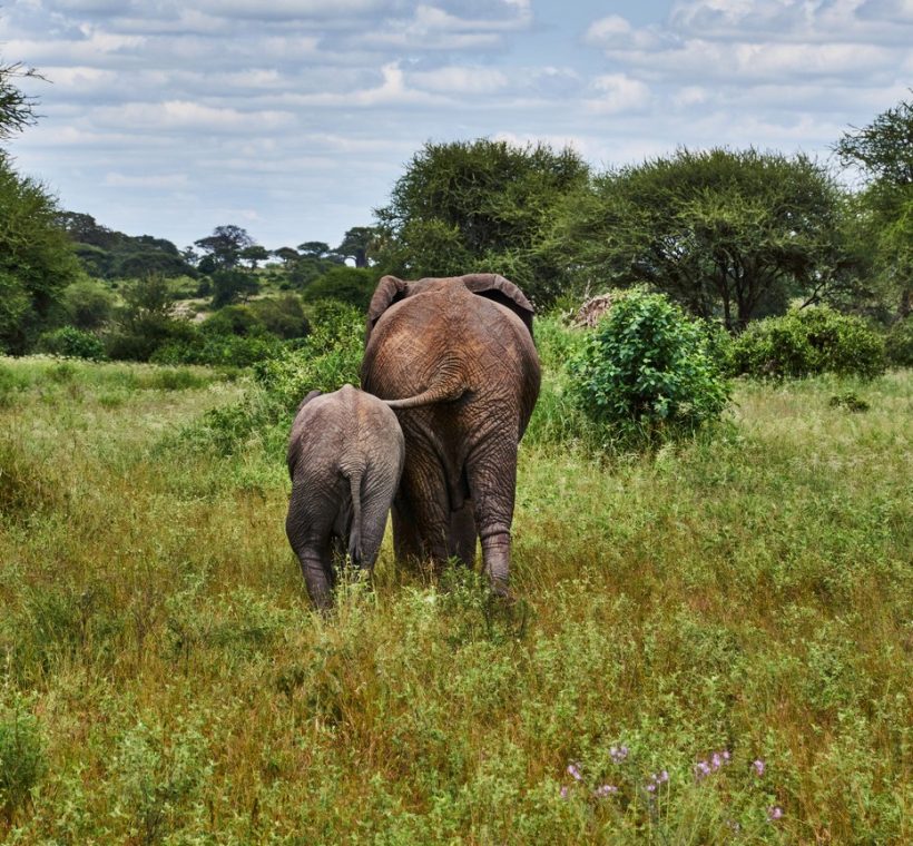 An elephant calf walking beside its mother through green Amboseli swamp grass with Mount Kilimanjaro in the background