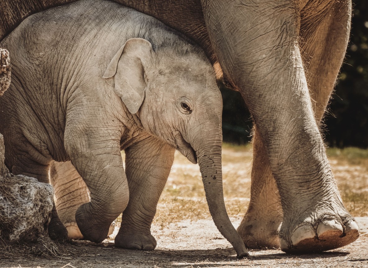 A newborn elephant calf sheltered under its mother's belly in an Amboseli family herd