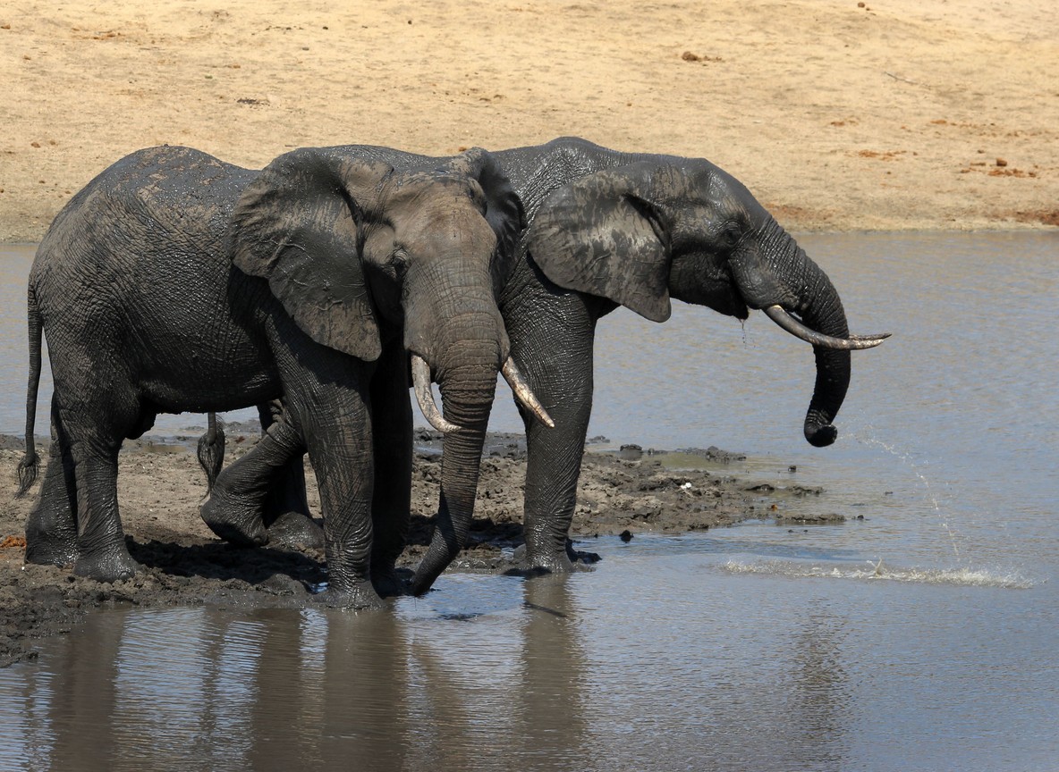 African elephant herd drinking together at a muddy Amboseli waterhole