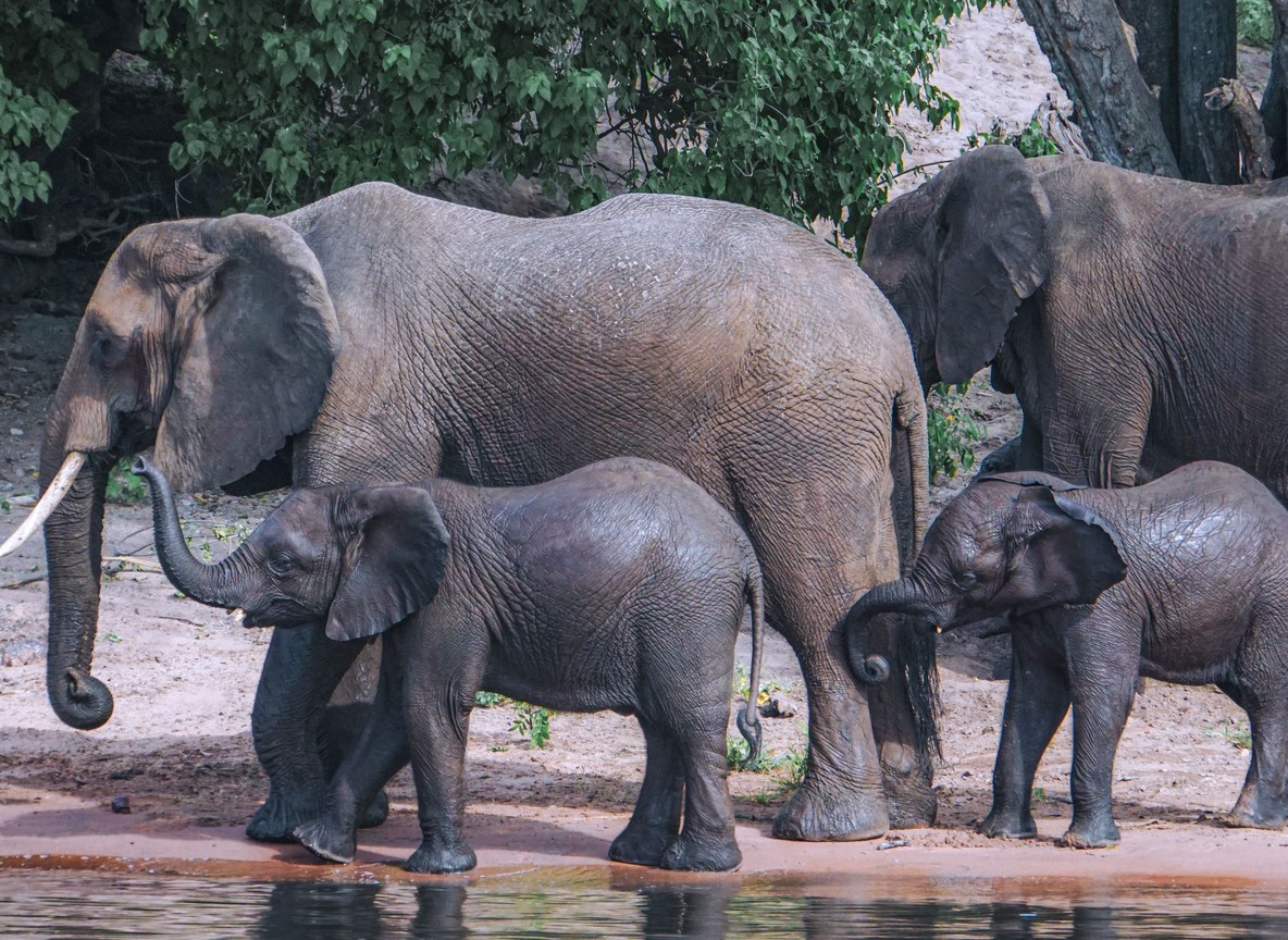 An elephant family herd with two young calves gathered at the water's edge
