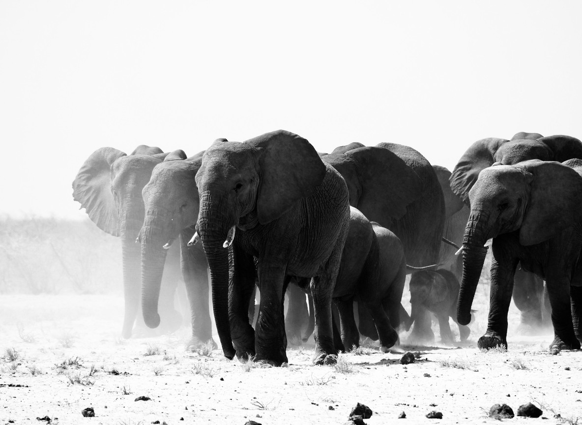 An African elephant family herd with a young calf crossing dusty Amboseli plains
