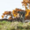 Lioness resting on the open Amboseli plains with Mount Kilimanjaro rising behind her