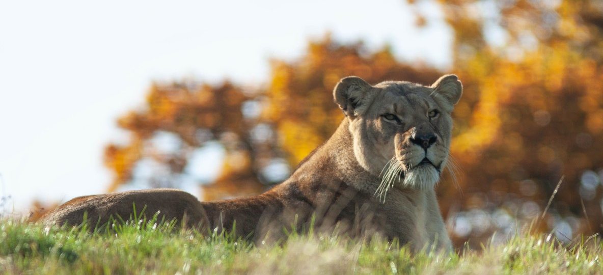 Lioness resting on the open Amboseli plains with Mount Kilimanjaro rising behind her