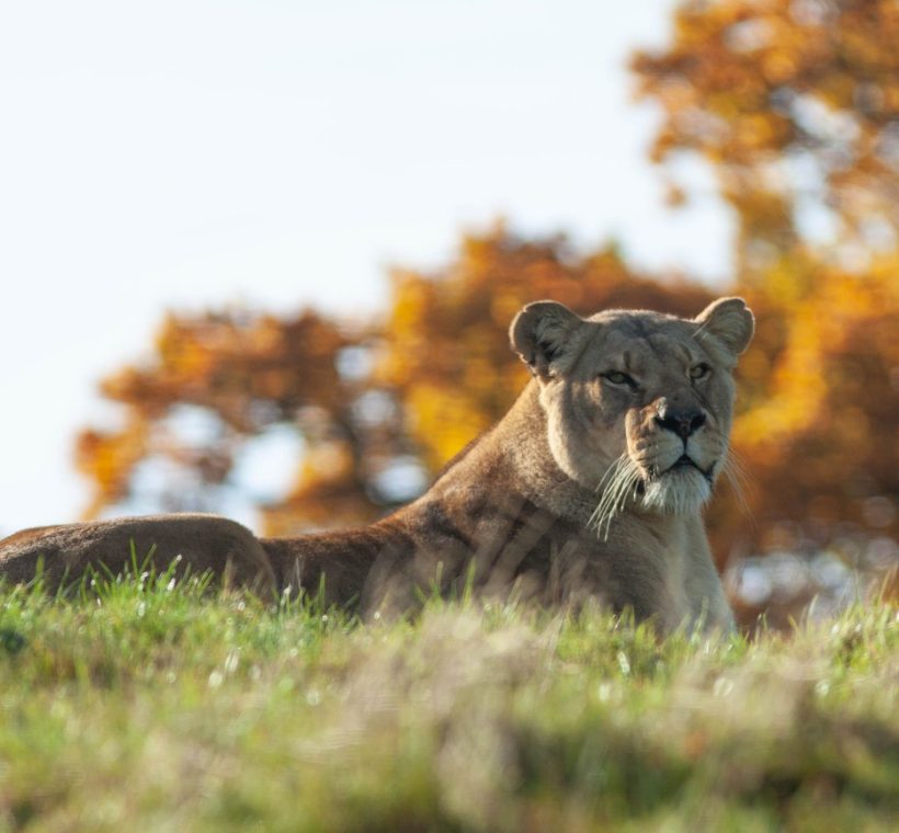 Lioness resting on the open Amboseli plains with Mount Kilimanjaro rising behind her