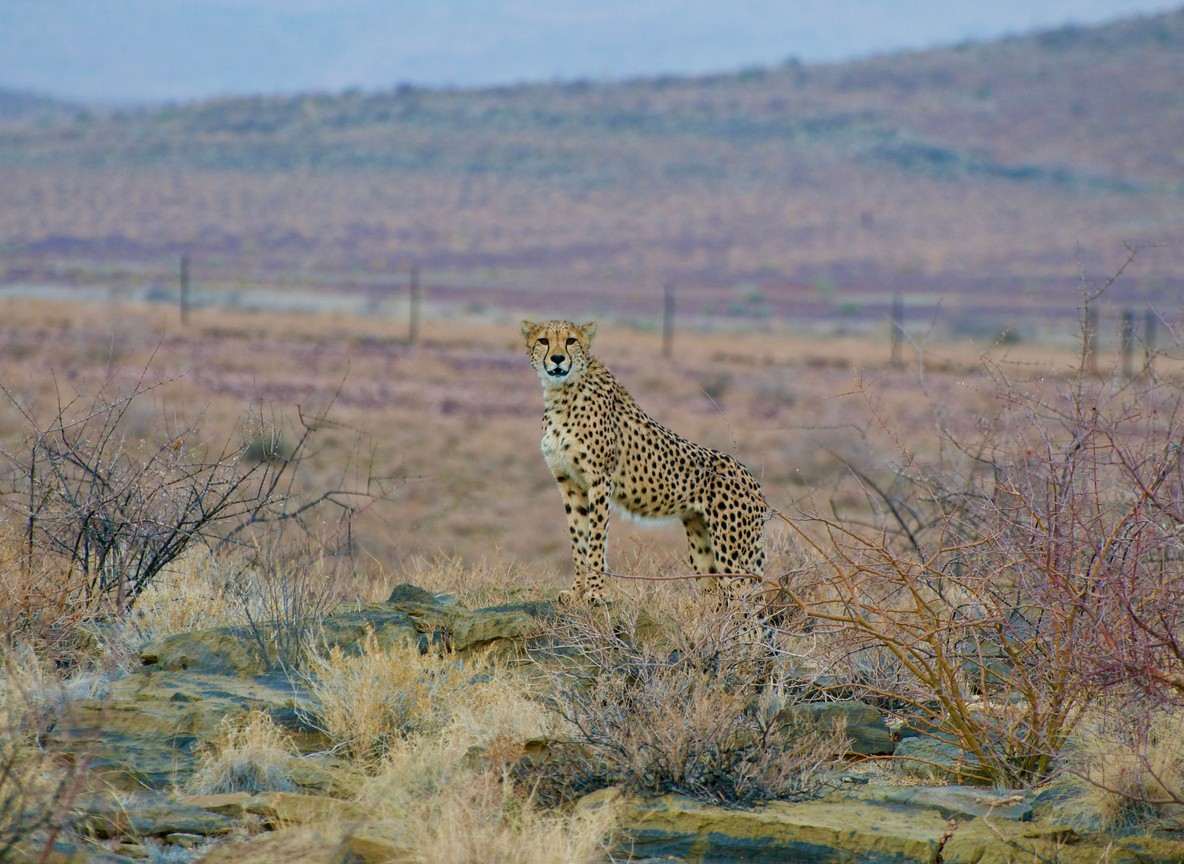 Cheetah standing alert on the open plains of Amboseli