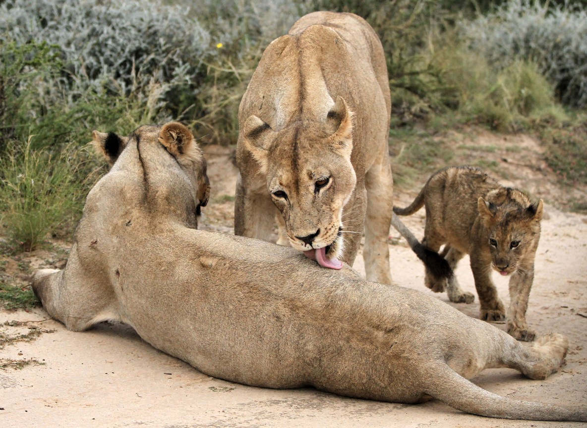 Lion pride resting near a swamp edge in Amboseli National Park