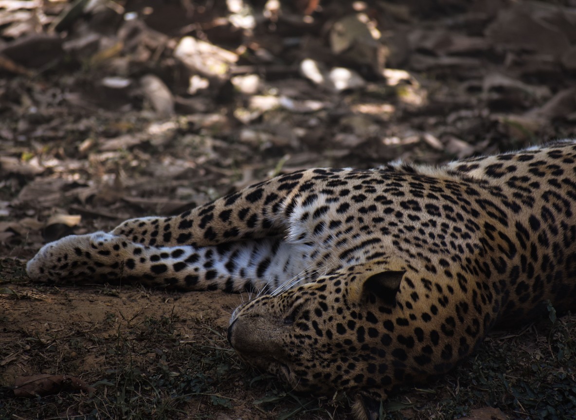 Leopard resting in acacia woodland near Amboseli