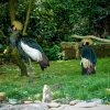 Grey crowned cranes in an Amboseli swamp on an Amboseli birding safari