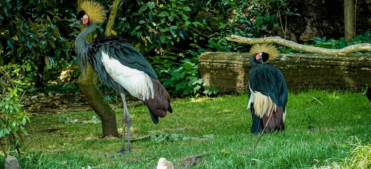 Grey crowned cranes in an Amboseli swamp on an Amboseli birding safari