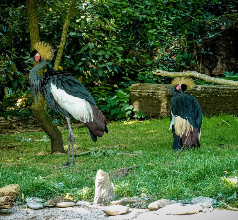 Grey crowned cranes in an Amboseli swamp on an Amboseli birding safari