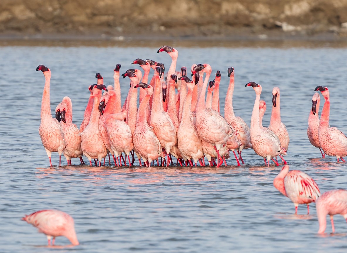 Lesser flamingos massed in an Amboseli swamp
