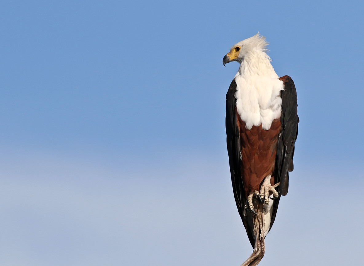 African fish eagle perched over an Amboseli marsh
