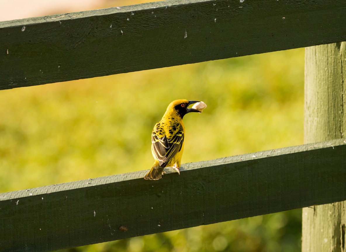 Taveta golden weaver in a marsh near Amboseli