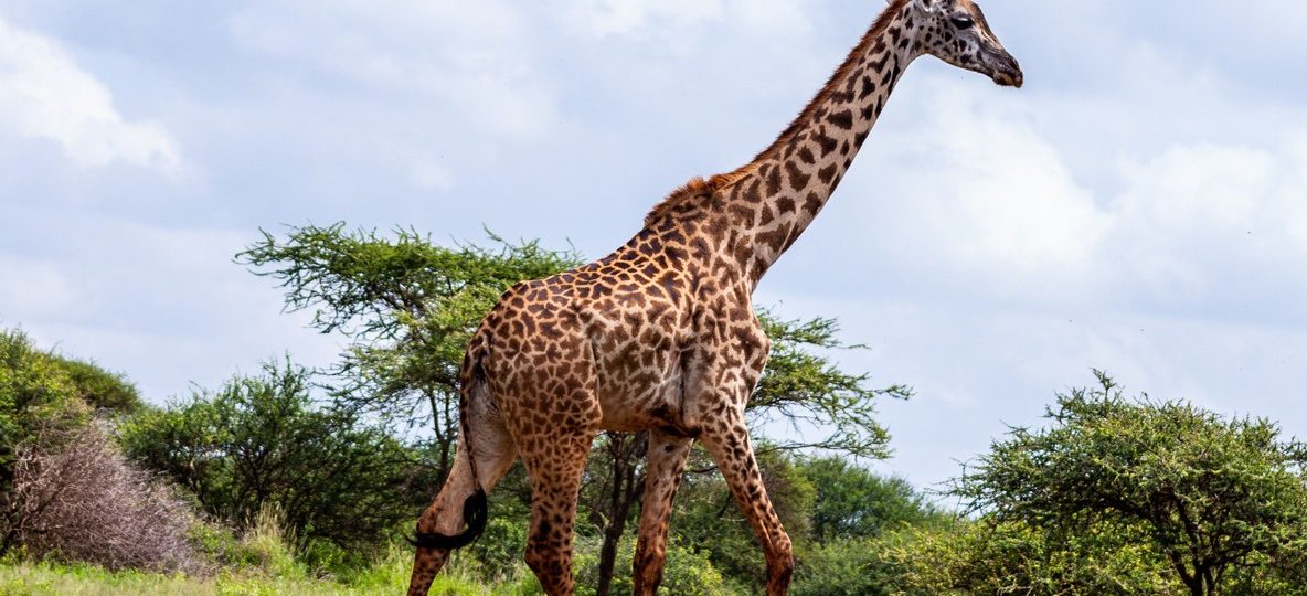 vivid colour against dry Amboseli scrub