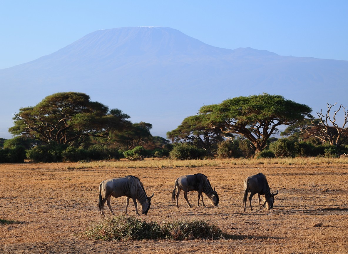 Elephants and egrets standing together in a green Amboseli swamp at golden hour
