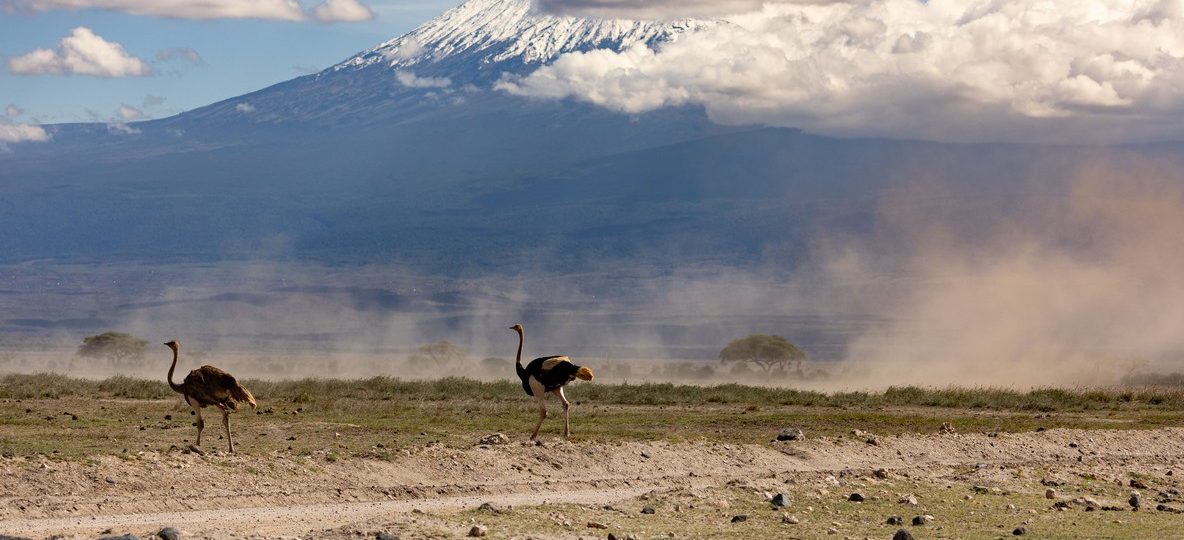 A lilac-breasted roller perched in vivid colour on an acacia branch during an Amboseli birding safari, Mount Kilimanjaro faint in the background, Kenya