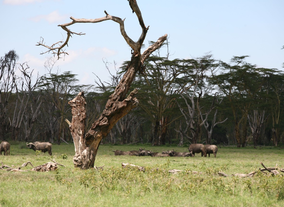 A large bull elephant with big tusks wading through marshland at Enkongo Narok Swamp, Kilimanjaro backdrop, Amboseli National Park, Kenya