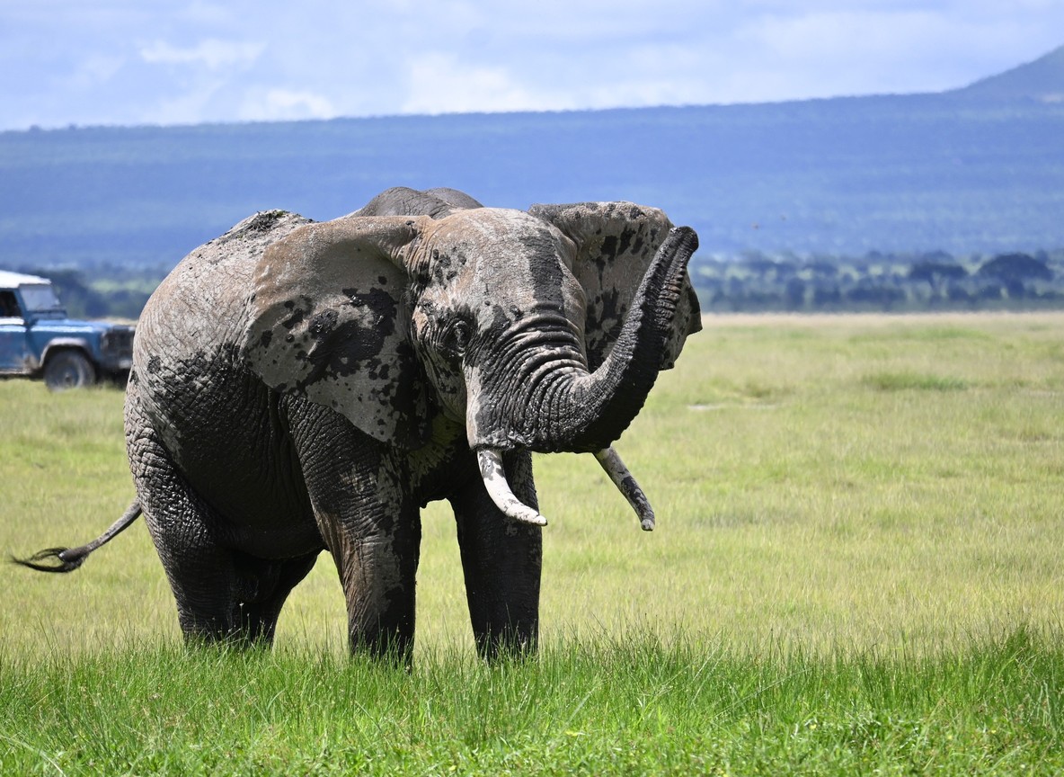 Elephants and egrets in a green swamp at golden hour, Amboseli National Park, Kenya