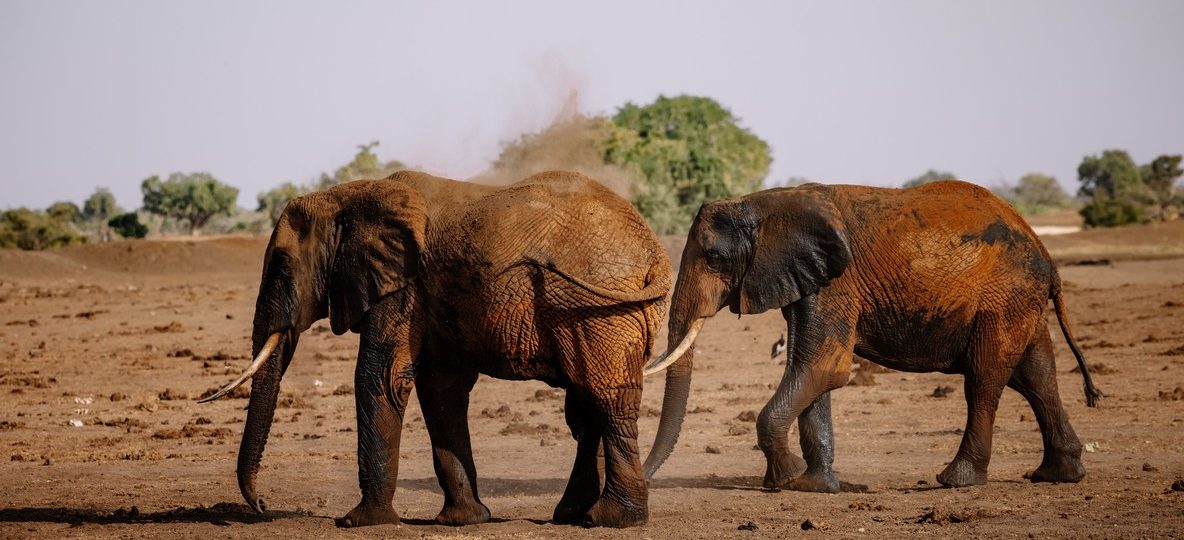 Elephant herd crossing the open plains of Amboseli National Park with Mount Kilimanjaro's snow-capped peak in the background