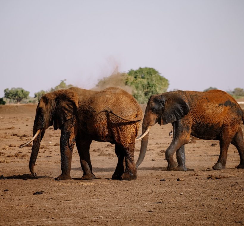 Elephant herd crossing the open plains of Amboseli National Park with Mount Kilimanjaro's snow-capped peak in the background