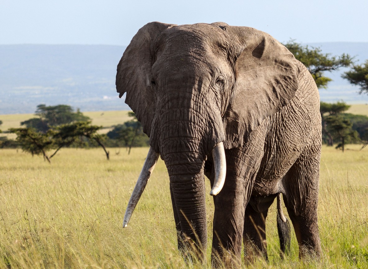 Large bull elephant with big tusks standing in Amboseli marshland with Kilimanjaro in the background