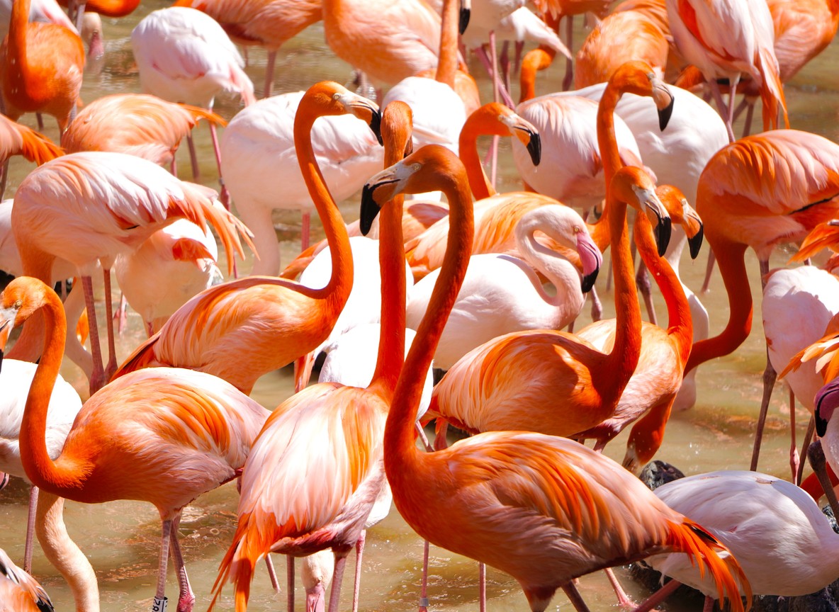 Flamingos and waterbirds wading in a shallow Amboseli lake