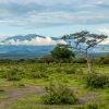 A safari vehicle on the plains of Amboseli National Park with elephants nearby and Mount Kilimanjaro visible in the background