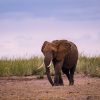 A family of elephants walking across open Amboseli grassland with Mount Kilimanjaro's snow-capped peak rising behind them at golden hour