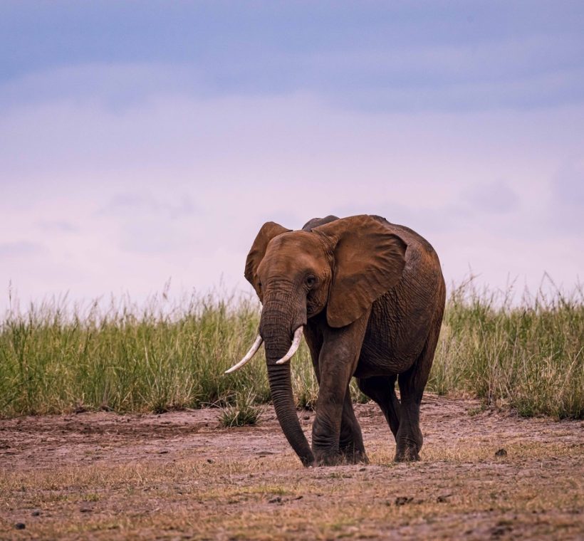 A family of elephants walking across open Amboseli grassland with Mount Kilimanjaro's snow-capped peak rising behind them at golden hour