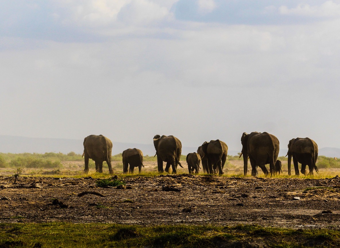 A researcher photographing an elephant family for identification records near a swamp in Amboseli National Park, Mount Kilimanjaro visible in the background