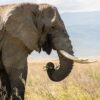 elephants walking in lush green grass with Kilimanjaro at dawn in Amboseli National Park