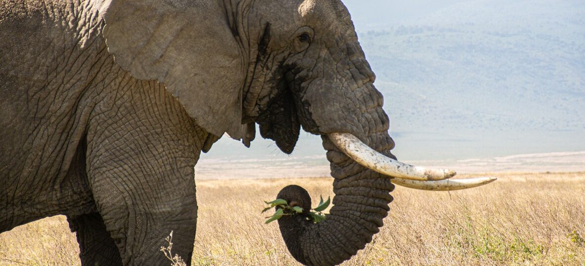 elephants walking in lush green grass with Kilimanjaro at dawn in Amboseli National Park