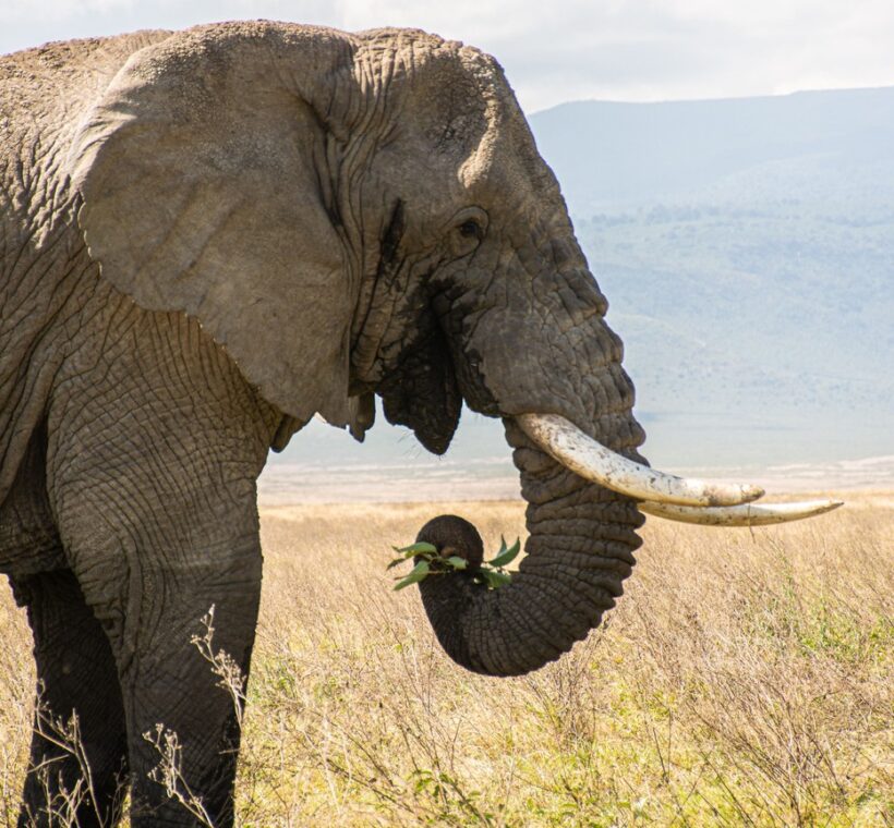 elephants walking in lush green grass with Kilimanjaro at dawn in Amboseli National Park