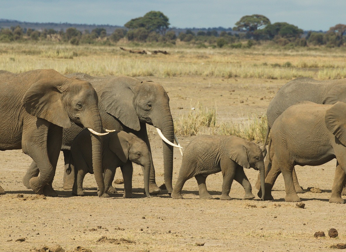 Bull elephant with big tusks in Amboseli marshland with Kilimanjaro in background Kenya