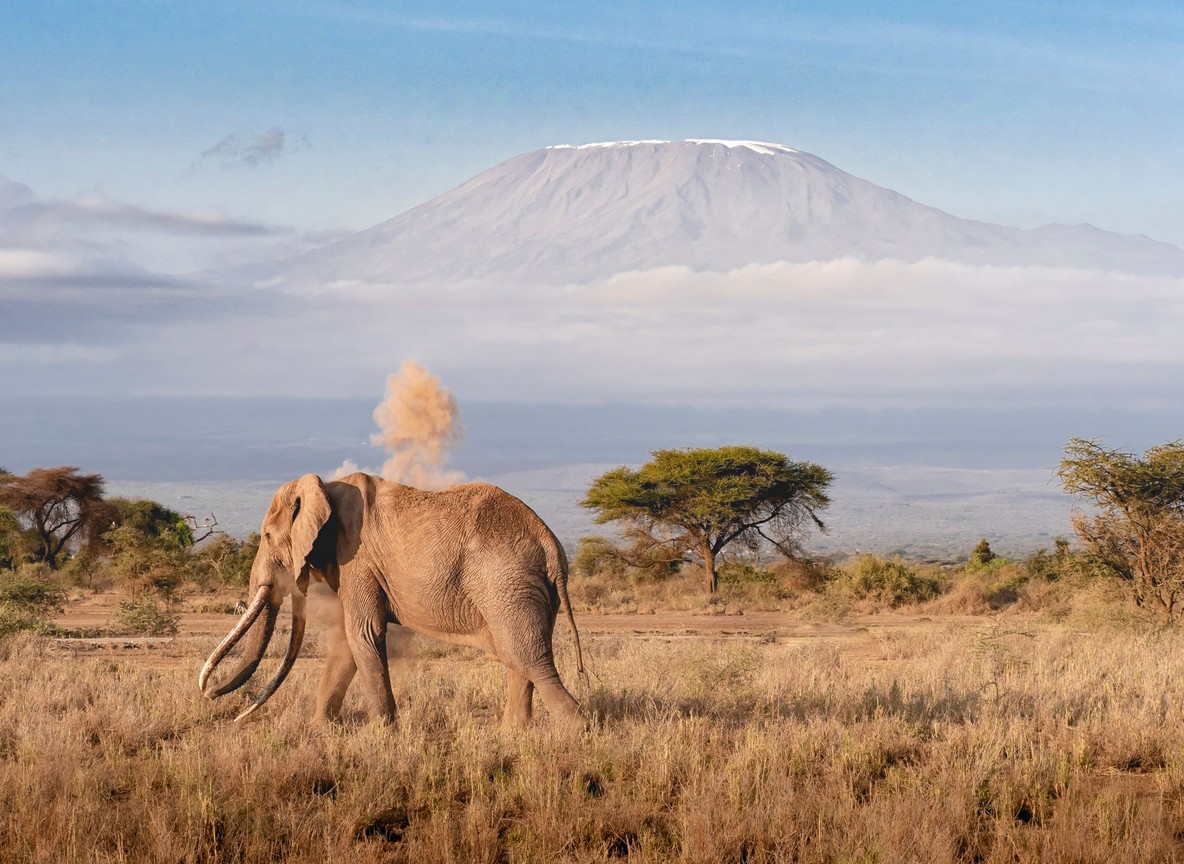 Elephants and egrets in green swamp at golden hour Amboseli National Park Kenya