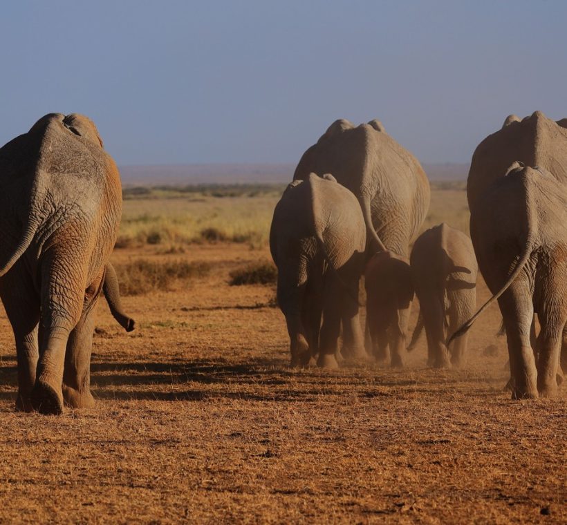 elephant herd crossing green short-grass plains after short rains with Mount Kilimanjaro's snow cap sharp against a clearing blue sky